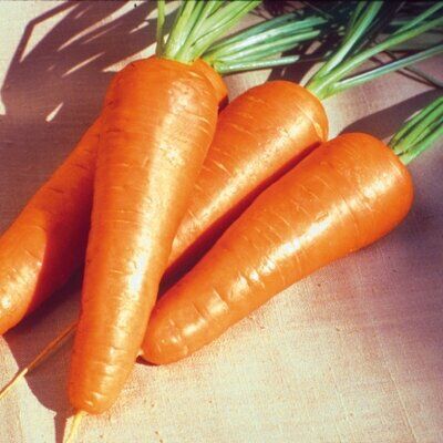 Семена моркови 1932 F1 (1.8-2.0), Тип шантане, 25 000c, Lark Seeds